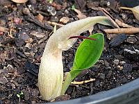 Biarum davisii